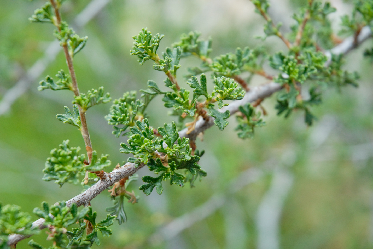 Stansbury's Cliffrose